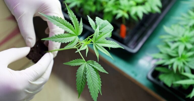 A gloved hand holds a young cannabis plant with vibrant green leaves, surrounded by more plants in the background.