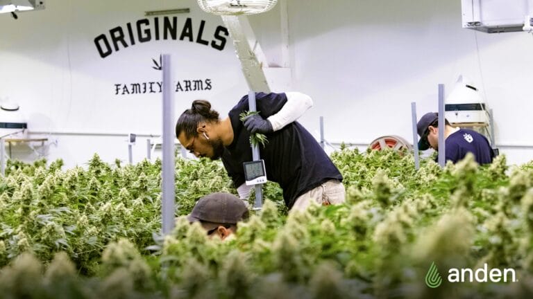 Workers tending to lush cannabis plants in a well-lit indoor farm, with equipment visible in the background.