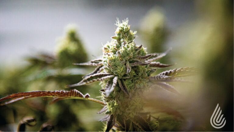 Close-up of a cannabis flower with dense green buds and prominent trichomes, surrounded by blurred leaves.