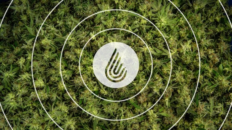 Lush green cannabis buds arranged densely, overlaid with a circular logo and concentric circles.