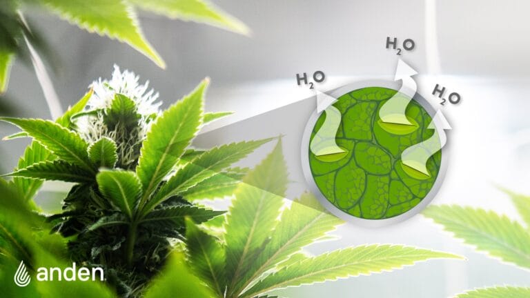 Close-up of cannabis plant with detailed leaves and a graphic illustrating water vapor release.