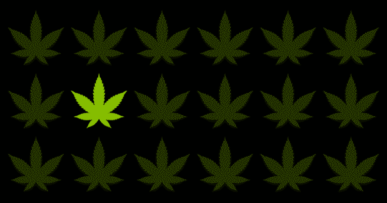 A bright green cannabis leaf stands out among dark green leaves on a black background.