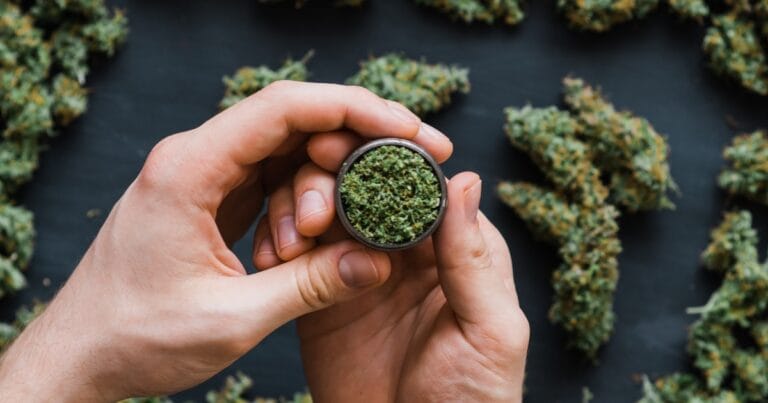 Hands holding a small container filled with finely ground green herb, surrounded by larger buds on a dark surface.