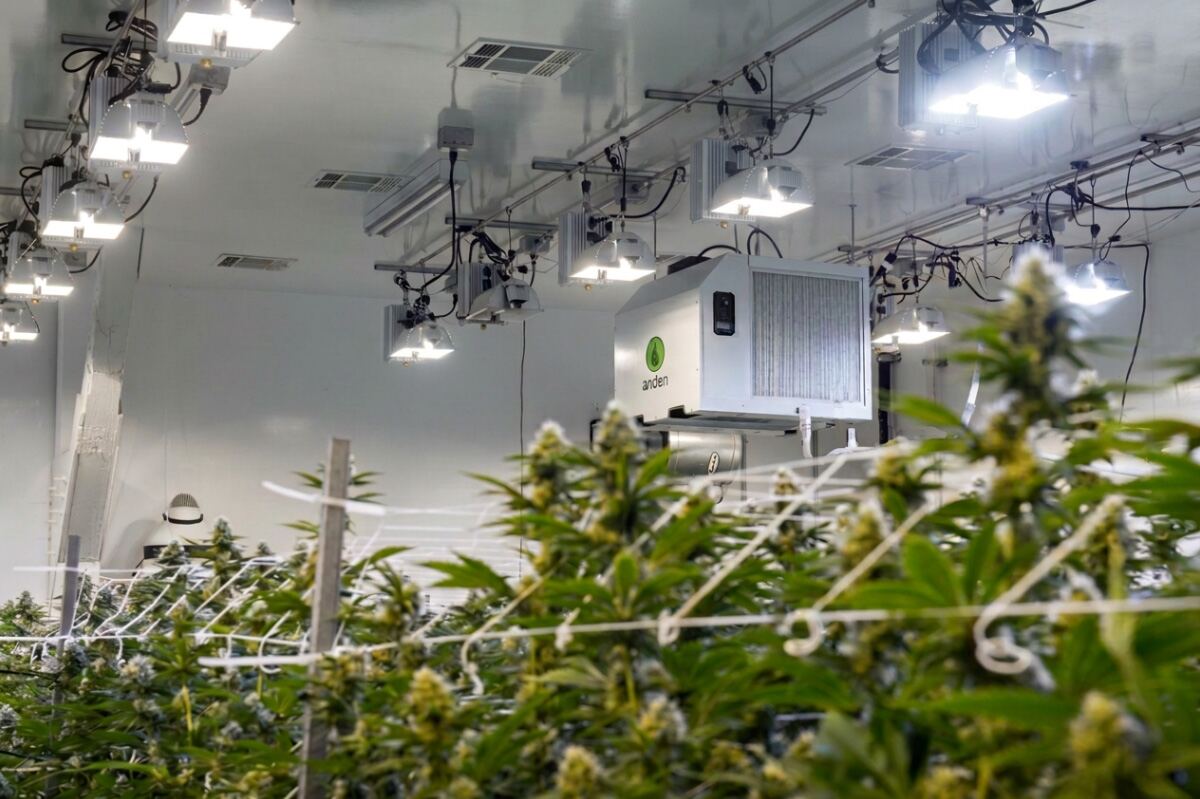 Indoor cannabis grow room with lights, ventilation, and plants.